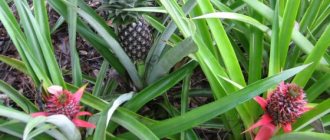 Pineapples grow in my garden.