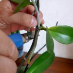 Что делать, если орхидея дала отросток на стебле