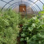 Что можно сажать с помидорами в одной теплице. 6 растений, которые можно посадить с помидорами в теплице 03