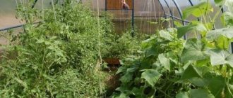 Что можно сажать с помидорами в одной теплице. 6 растений, которые можно посадить с помидорами в теплице 03