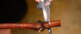 How to propagate grapes from cuttings in the fall