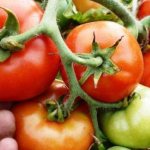 Как ускорить созревание томатов в теплице - секреты огородников