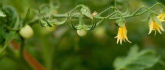 Как вырастить помидоры - уход, посадка, тонкости и нюансы