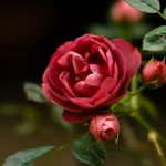 Как вырастить розу из семян
