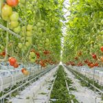 Как вырастить томаты на гидропонике в домашних условиях введение