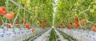 Как вырастить томаты на гидропонике в домашних условиях введение