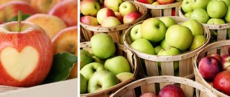Как вырастить яблоки