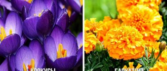 Crocuses and marigolds