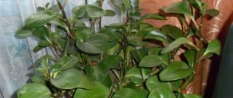 Is it possible to keep peperomia in the house?