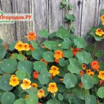 nasturtium