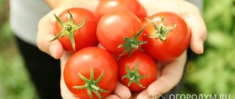 Некоторые ранние сорта томатов способны плодоносить уже на 75 день