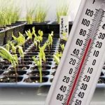 Оптимальная температура при выращивании рассады зависит от культуры