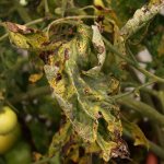 Почему сохнут листья у томатов и как бороться