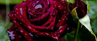 Roses do not have completely black flowers.