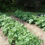 planting potatoes according to the plant leader