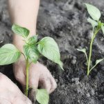 Правильное выращивание перца и уход в открытом грунте