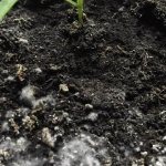 Проблема снижения плодородия почвенного покрова в теплице