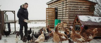 breeding chickens and turkeys