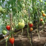 Способы подвязки томатов в теплице введение