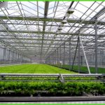 Технологический комплекс для выращивания салата и зеленых культур ...