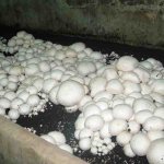 Технология выращивания грибов в теплице