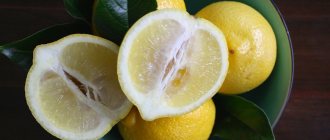 технология выращивания лимонов в теплице