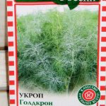 технология выращивания зелени в теплице - укроп сорт голдкрон