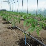 Greenhouse with drip irrigation