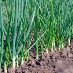 The subtleties of growing onions in a greenhouse as a business in winter and all year round