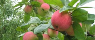 Уход и выращивание яблони