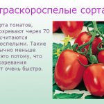 Ultra-early tomato varieties