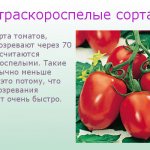 Ультраскороспелые сорта томатов