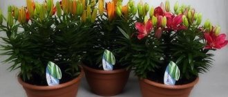 Выгонка лилий к 8 марта: выбор сорта, уход, основные ошибки