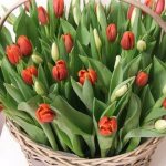 выгонка тюльпанов к 8 марта