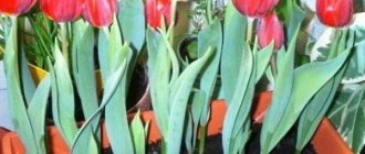 выгонка тюльпанов к 8 марту