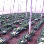 выращивание цветной капусты в теплице