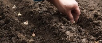 Выращивание лука в открытом грунте: посадка, уход, уборка