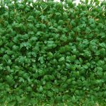 Выращивание ранней зелени в теплице: кресс-салат