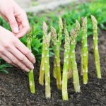 Growing asparagus from seeds