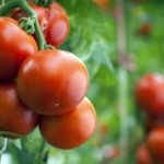 Выращивание томатов в теплице из поликарбоната: особенности и секреты