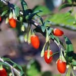 Выращивание ягод годжи: посадка и уход